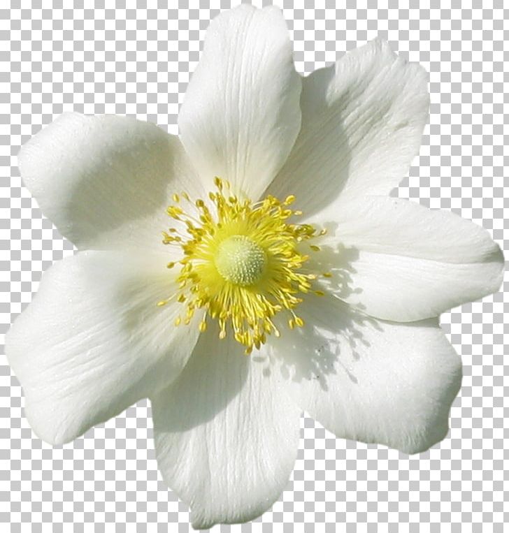 Flower Petal PNG, Clipart, Anemone, Christmas, Desktop Wallpaper, Flower, Flower Bouquet Free PNG Download