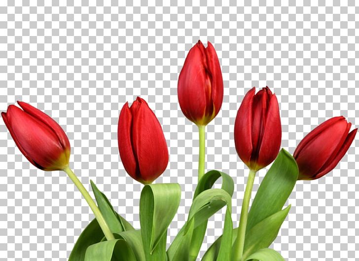 Indira Gandhi Memorial Tulip Garden PNG, Clipart, Cartoon, Christmas Decoration, Decorative, Floral, Floral Patterns Free PNG Download