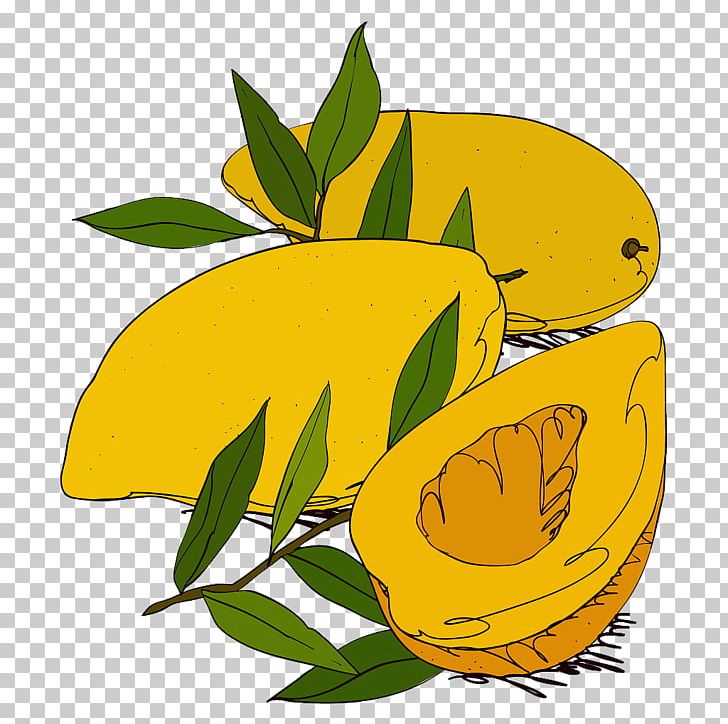 Mango Drawing Illustration PNG, Clipart, Delicious, Farmer, Farmers, Flower, Flower Free PNG Download