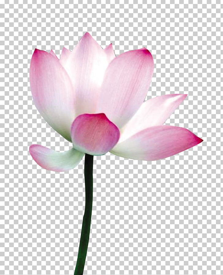 Nelumbo Nucifera Flower Petal PNG, Clipart, Aquatic Plant, Bloom, Blossom, Bud, Computer Wallpaper Free PNG Download