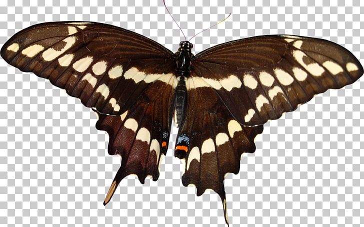 The Butterfly Place Insect Papilio Cresphontes Swallowtail Butterfly PNG, Clipart, Animal, Arthropod, Blue Butterfly, Brush Footed Butterfly, Butterflies And Moths Free PNG Download