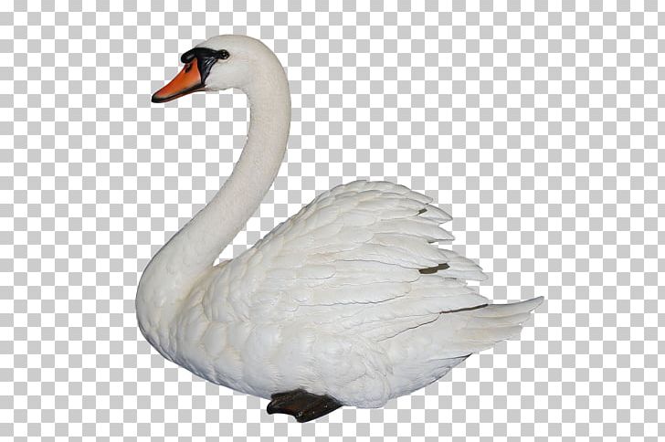 Black Swan Goose Bird PNG, Clipart, Anatidae, Animals, Beak, Bird, Black Swan Free PNG Download