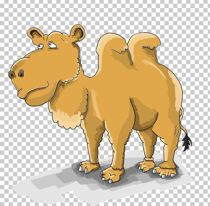 Dromedary Bactrian Camel Cartoon Drawing PNG, Clipart, Animation, Arabian Camel, Bactrian Camel, Camel, Camel Like Mammal Free PNG Download