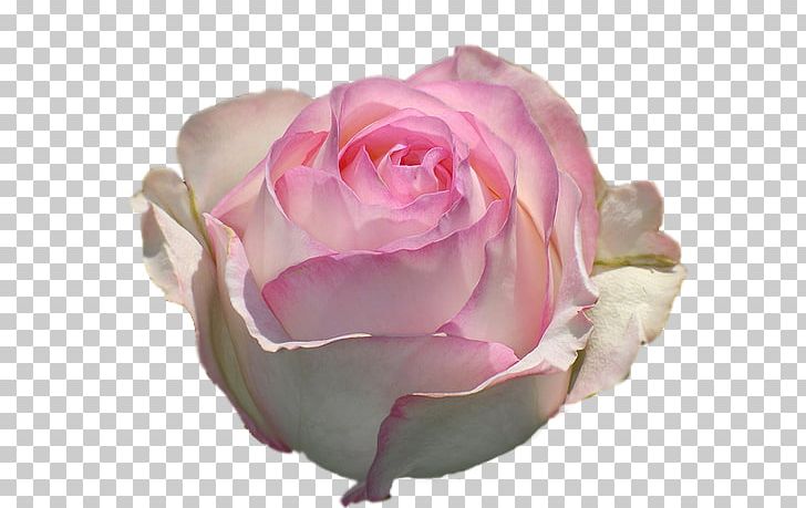 Garden Roses Centifolia Roses Animation Flower PNG, Clipart, Beach Rose, Cartoon, Centifolia Roses, Cut Flowers, Floral Design Free PNG Download