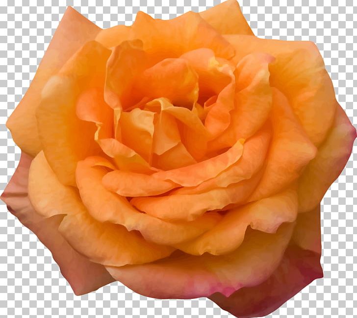 Garden Roses Computer Icons PNG, Clipart, 20170122, Clip Art, Computer Icons, Cut Flowers, Floral Free PNG Download