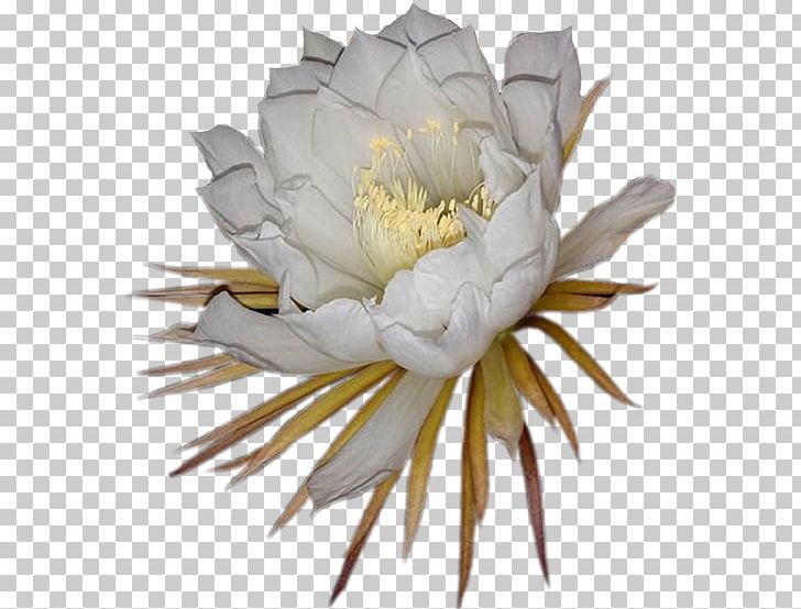 Large-flowered Cactus Epiphyllum Cactaceae Night Plant PNG, Clipart, Cactaceae, Cactus, Caryophyllales, Cut Flowers, Editorial Free PNG Download