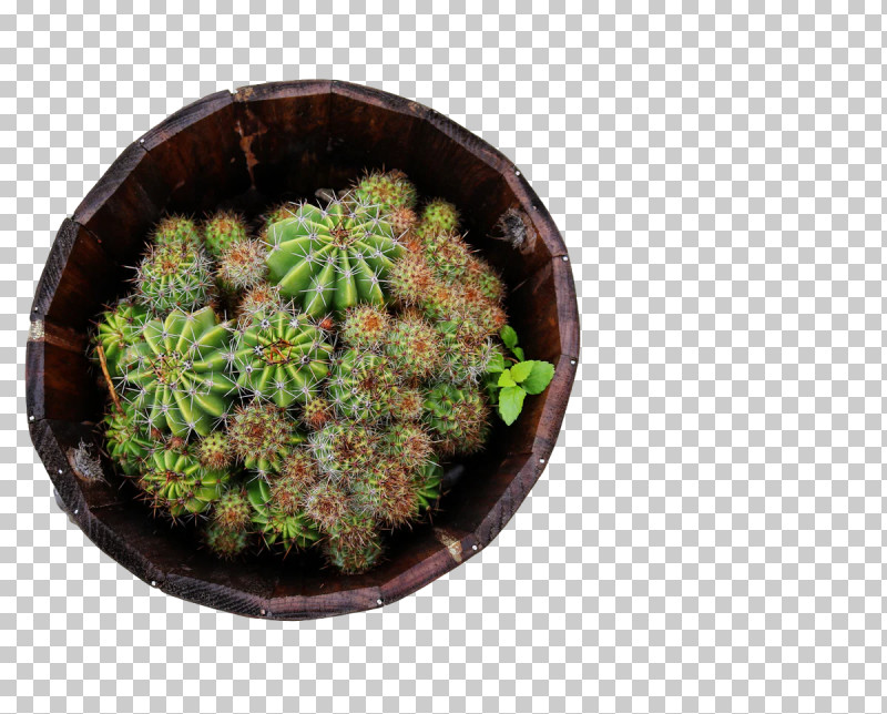 Cactus PNG, Clipart, Biology, Cactus, Echinocereus, Flowerpot, Plants Free PNG Download