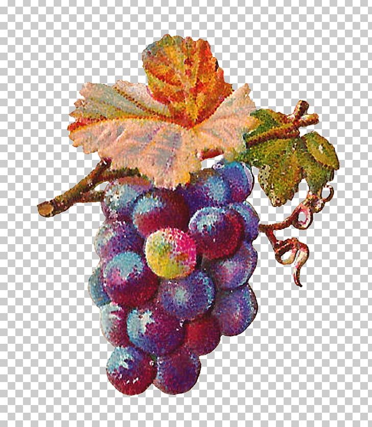 Common Grape Vine Zante Currant Grape Leaves Wine PNG, Clipart, Common Grape Vine, Drawing, Flowering Plant, Food, Fruit Free PNG Download