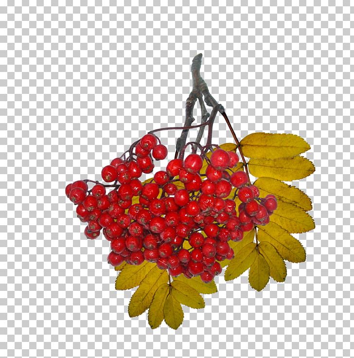 Leaf Autumn Food TEMA Foundation PNG, Clipart, Autumn, Berry, Food, Fruit, Leaf Free PNG Download