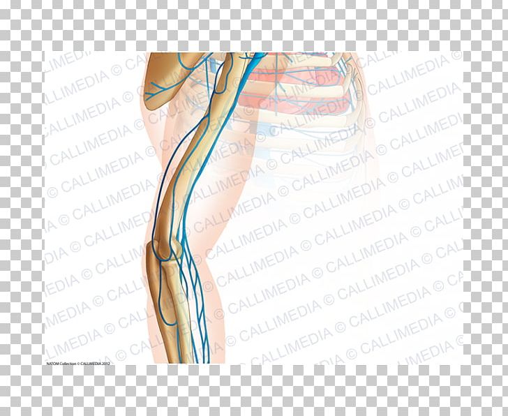 Thumb Elbow Arm Anatomy Vein PNG, Clipart, Abdomen, Active Undergarment, Anatomy, Angiology, Arm Free PNG Download