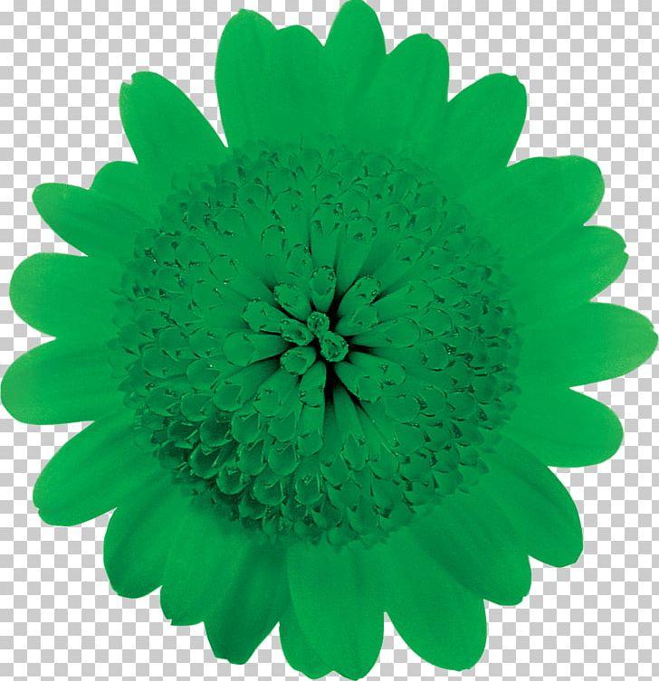 Transvaal Daisy Flower Chrysanthemum Daisy Family Petal PNG, Clipart, Chrysanthemum, Chrysanths, Color, Daisy Family, Email Free PNG Download