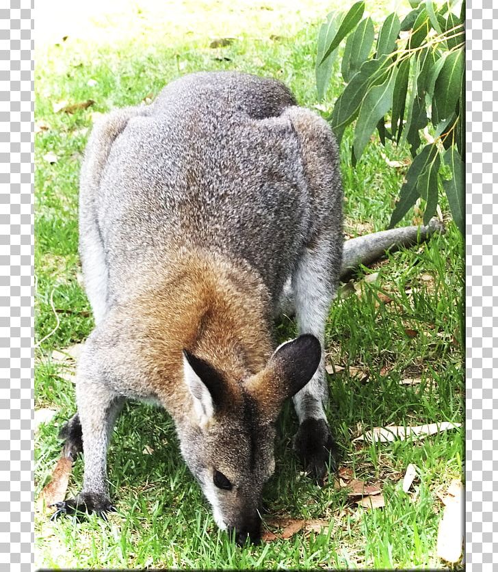 Wallaby Reserve Kangaroo Fur Terrestrial Animal Snout PNG, Clipart, Animal, Eastern Grey Kangaroo, Fauna, Fur, Grass Free PNG Download