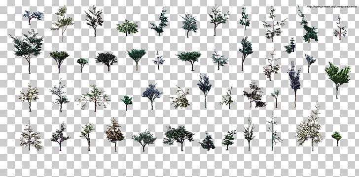 Tree Plant Branch Larch Pine PNG, Clipart, Branch, Flora, Grass, Grasses, Grass Family Free PNG Download