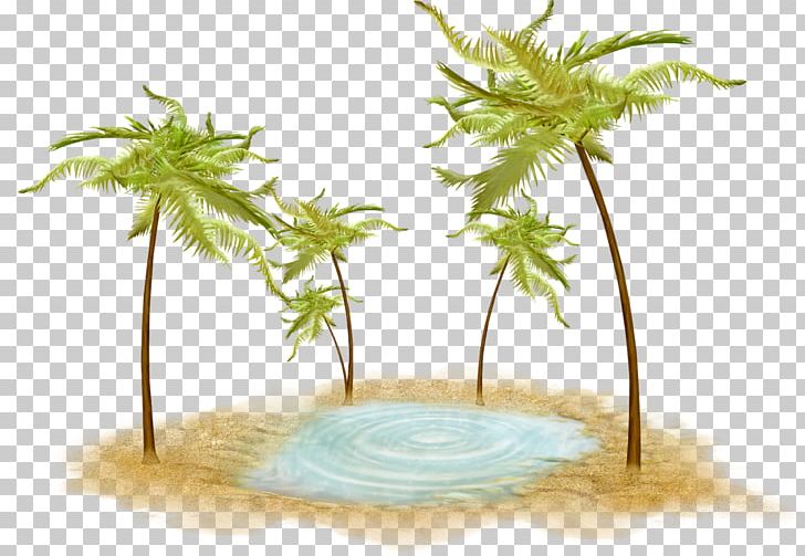 Coconut Tree Desktop Fallait Pas PNG, Clipart, 2009, 2018, Arabs, Arecales, Article Free PNG Download