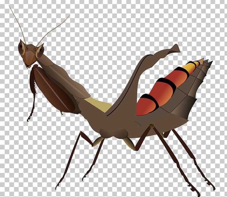 Insect Acanthops Falcataria Acanthopidae Dead Leaf Mantis PNG, Clipart, Acanthopinae, Acanthops, Acanthops Falcata, Acanthops Falcataria, Animals Free PNG Download