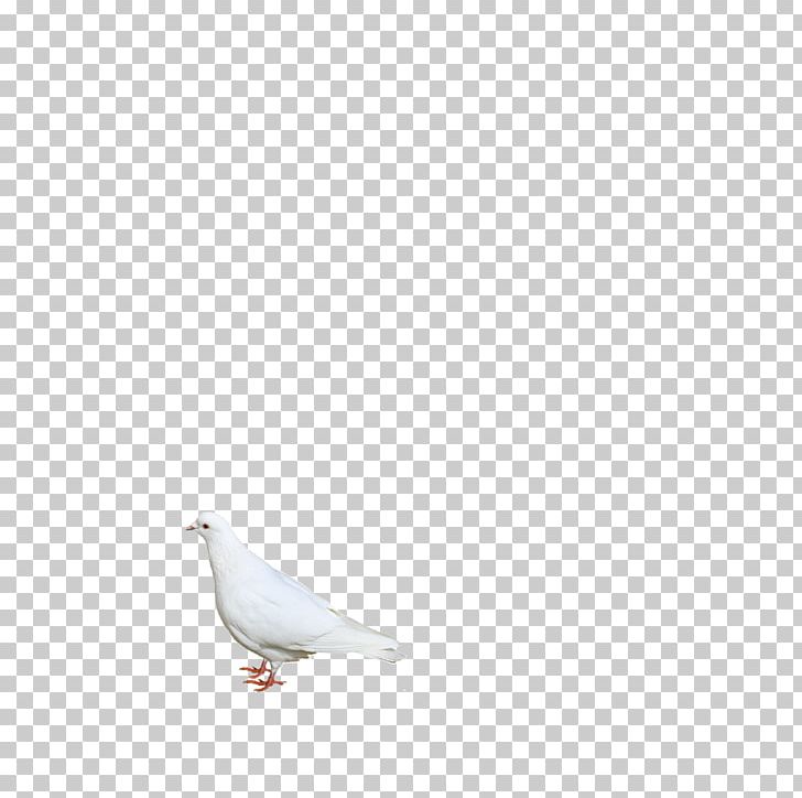 White Beak Angle Pattern PNG, Clipart, Angle, Animals, Background White, Beak, Bird Free PNG Download