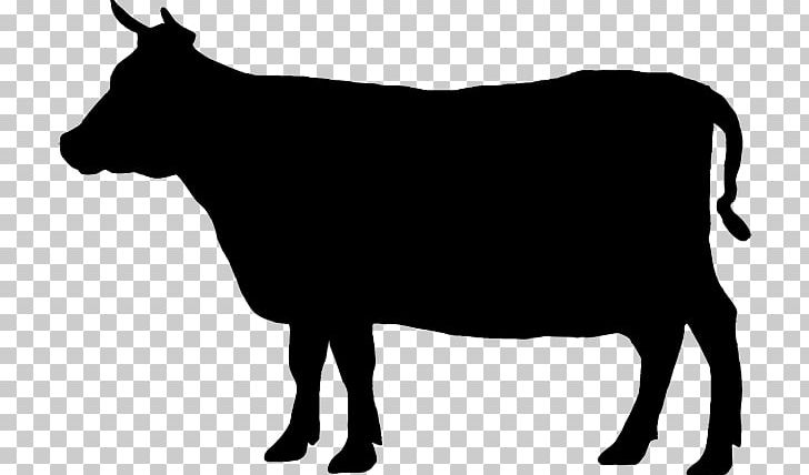 Angus Cattle Welsh Black Cattle Beef Cattle Jersey Cattle PNG, Clipart, Beef Cattle, Black And White, Bull, Cattle, Cattle Like Mammal Free PNG Download
