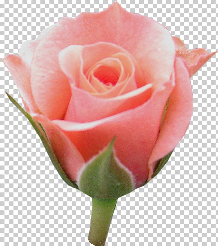 Flower Floribunda Centifolia Roses Garden Roses PNG, Clipart, 848, Advertising, Bayan Mod, Bud, Centifolia Roses Free PNG Download