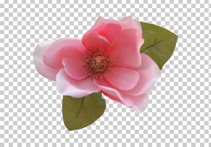 Magnolia Flower Bouquet Photography PNG, Clipart, Artificial Flower, Camellia, Common Daisy, Floribunda, Flower Free PNG Download
