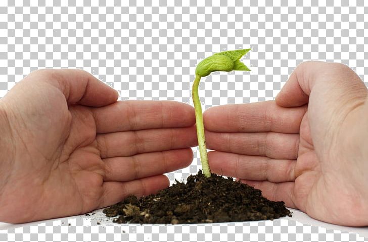 Stock Photography Germination PNG, Clipart, Bean, Bud, Buds, Can Stock Photo, Depositphotos Free PNG Download