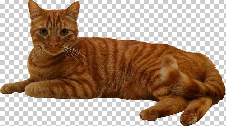 Whiskers European Shorthair Toyger California Spangled Ocicat PNG, Clipart, Animals, California Spangled, Carnivoran, Cat, Cat Like Mammal Free PNG Download