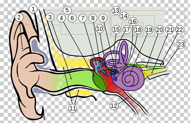 Ear Anatomy Hearing Vestibulocochlear Nerve PNG, Clipart, Anatomy, Angle, Area, Art, Artwork Free PNG Download