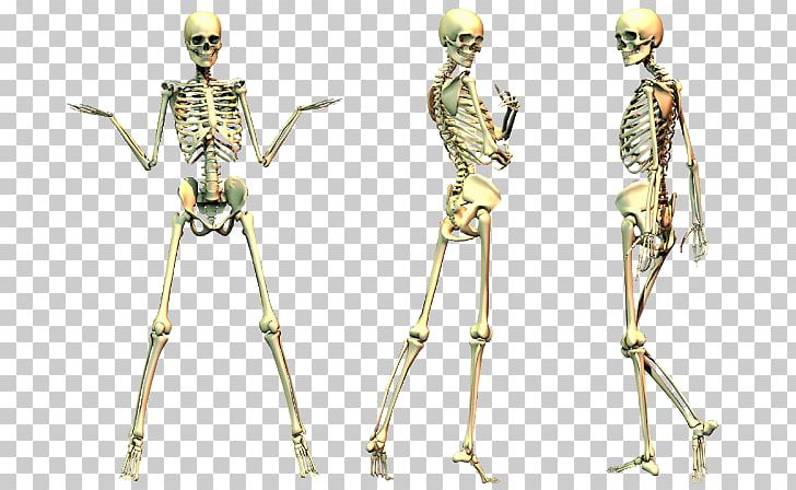 Human Skeleton Bone PNG, Clipart, Anatomy, Arm, Bone, Bone Health, Costume Design Free PNG Download