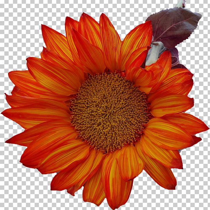 Orange Photography PNG, Clipart, Annual Plant, Blanket Flowers, Chrysanths, Cut Flowers, Daisy Family Free PNG Download