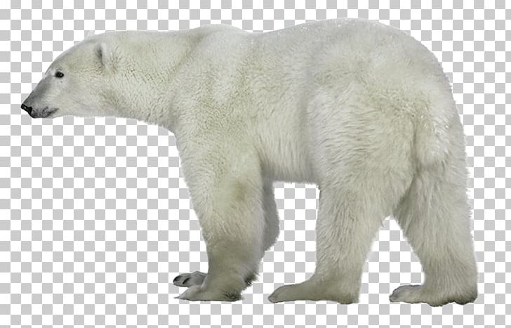 Polar Bear PNG, Clipart, Animal, Animal Figure, Animals, Bear, Canidae Free PNG Download