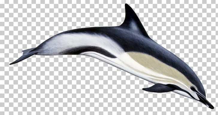 Short-beaked Common Dolphin Common Bottlenose Dolphin Striped Dolphin Long-beaked Common Dolphin PNG, Clipart, Animals, Bottlenose Dolphin, Cetacea, Fauna, Hourglass Free PNG Download