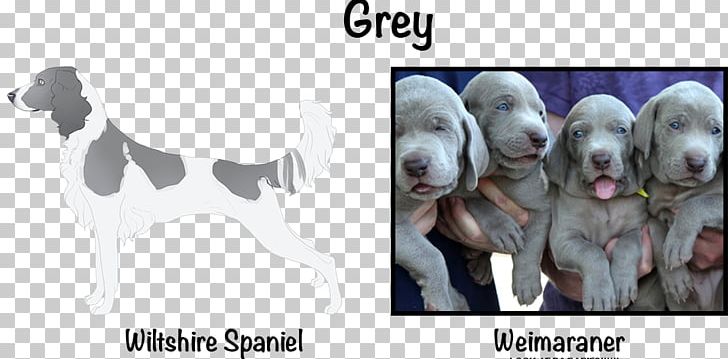 Weimaraner Puppy Dog Breed Sporting Group Snout PNG, Clipart, Breed, Carnivoran, Dog, Dog Breed, Dog Like Mammal Free PNG Download