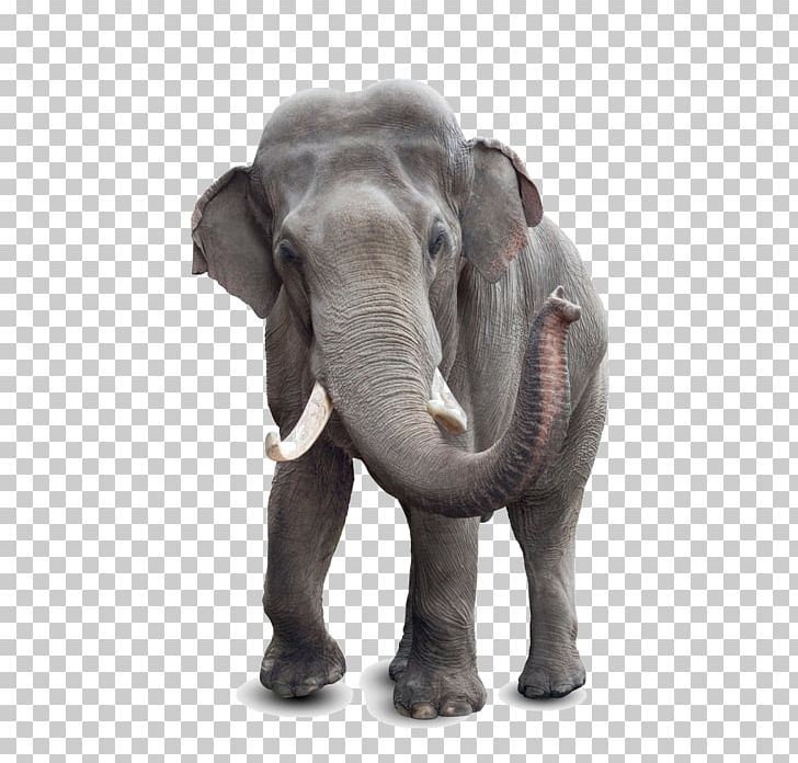 African Elephant Asian Elephant What Good Is An E? Elephantidae Tusk PNG, Clipart, African Elephant, Animal, Asia, Elephant, Elephantidae Free PNG Download