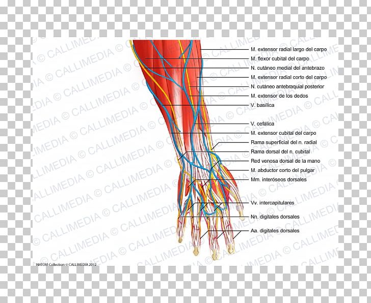 Finger Forearm Nerve Anatomy PNG, Clipart, Anatomy, Angle, Arm, Blood Vessel, Diagram Free PNG Download