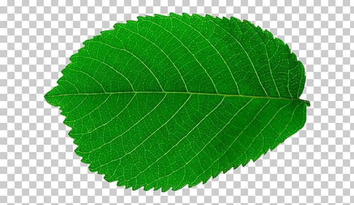 Look At Leaves Leaf Tree PNG, Clipart, Arecaceae, Computer Icons, Daun, Desktop Wallpaper, Elm Family Free PNG Download