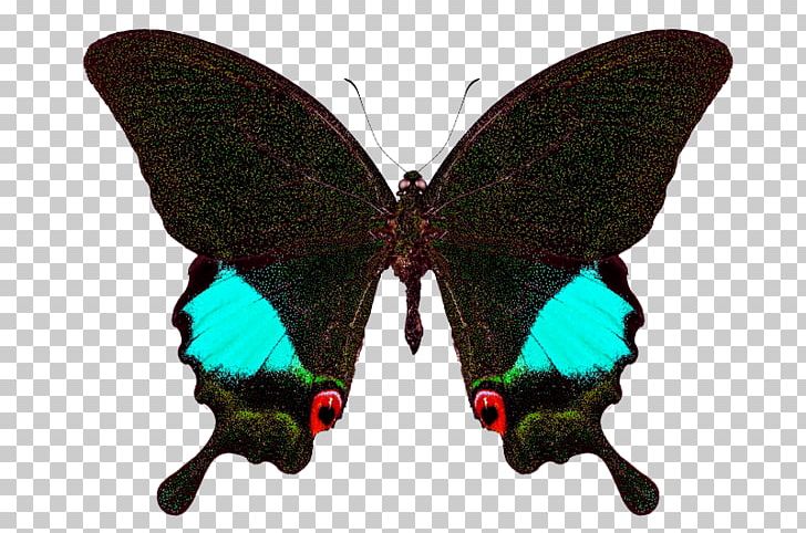 Papilio Karna Karna Lime Butterfly Paris Peacock PNG, Clipart, Arthropod, Brush Footed Butterfly, Butterfly, Graphium Weiskei, Insect Free PNG Download