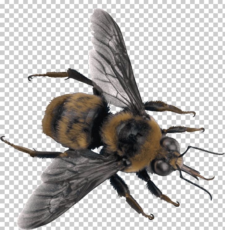 Bee Insect PNG, Clipart, Androidography, Arthropod, Backpacking, Bee, Beehive Free PNG Download