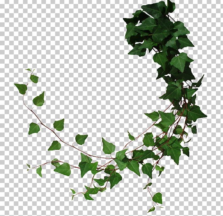 Vine Tree Common Ivy PNG, Clipart,  Free PNG Download