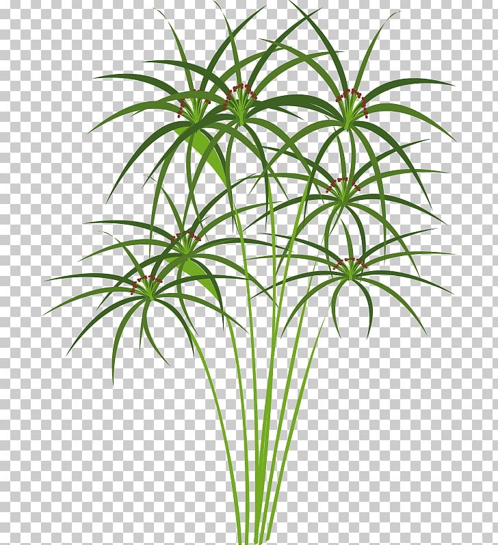 Cyperus Papyrus Ancient Egypt Drawing PNG, Clipart, Ancient Egypt, Aquatic Plants, Arecales, Art, Clip Art Free PNG Download