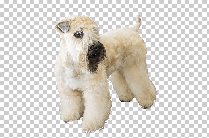 Soft-coated Wheaten Terrier Wire Hair Fox Terrier Lakeland Terrier Puppy Kerry Blue Terrier PNG, Clipart, Animal, Animals, Carnivoran, Companion Dog, Dog Free PNG Download