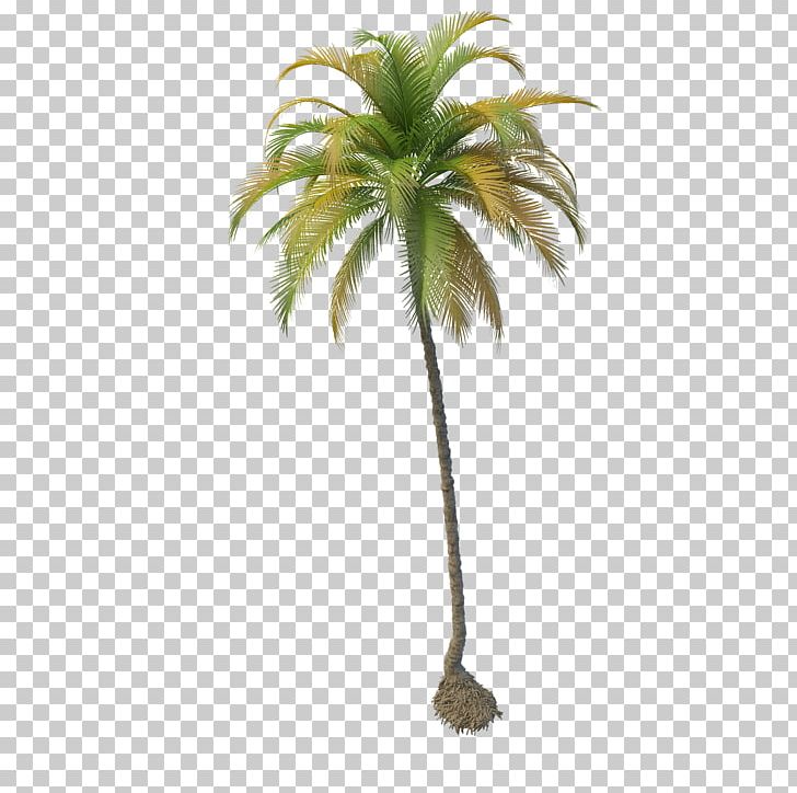 Coconut Tree PNG, Clipart, Arecaceae, Arecales, Coconut, Coconut Tree, Color Free PNG Download