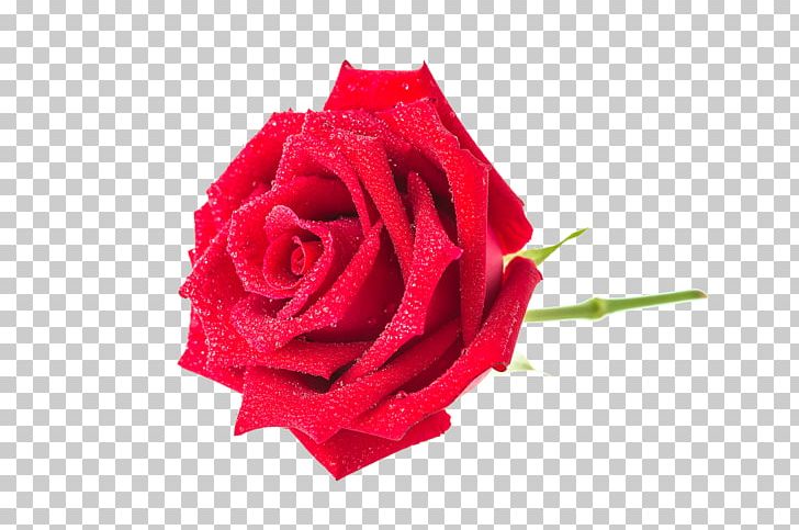 Garden Roses Centifolia Roses Beach Rose PNG, Clipart, Centifolia Roses, Cut Flowers, Flirtatious, Flower, Flowering Plant Free PNG Download
