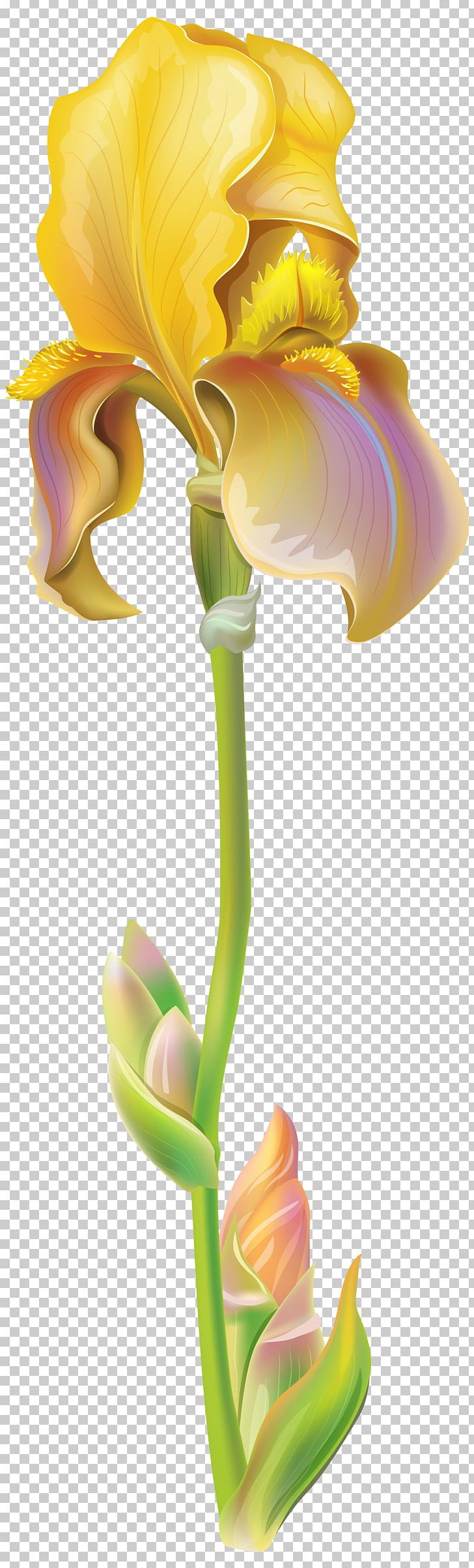 Iris Versicolor Flower Iris Pseudacorus PNG, Clipart, Clip Art, Color, Cut Flowers, Drawing, Encapsulated Postscript Free PNG Download