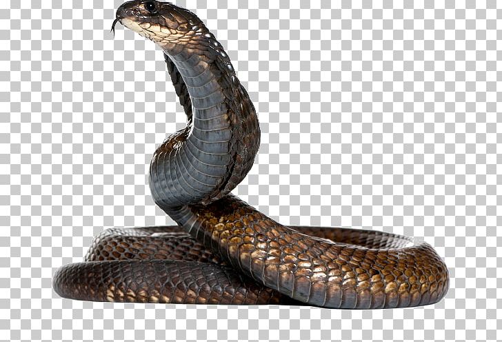 Snake King Cobra Egyptian Cobra PNG, Clipart, Animals, Boa Constrictor, Cartoon Snake, Cobra, Display Resolution Free PNG Download