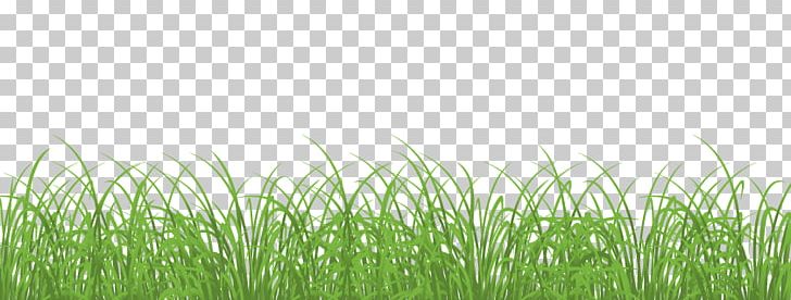 Stock Photography Stock Footage Video PNG, Clipart, 4k Resolution, Chrysopogon Zizanioides, Commodity, Crop, Easter Free PNG Download