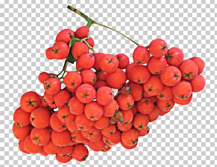 Auglis Accessory Fruit Seedless Fruit Lingonberry PNG, Clipart, Accessory Fruit, Auglis, Autumn, Berry, Blog Free PNG Download