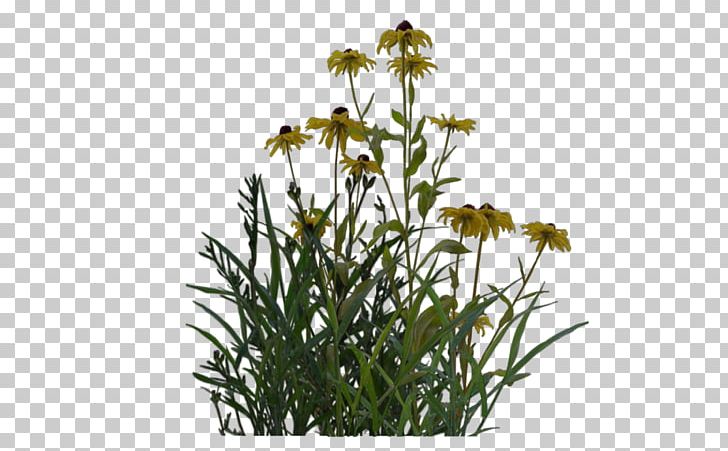 English Lavender Plant Shrub Ornamental Grass PNG, Clipart, Cut Flowers, Deviantart, English Lavender, Flora, Flower Free PNG Download
