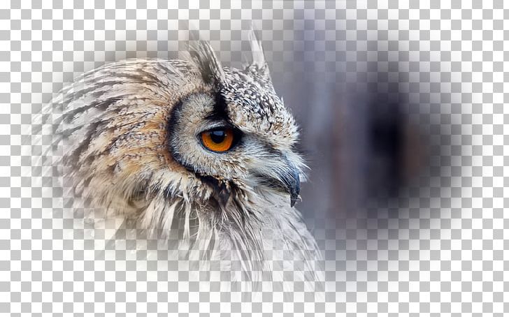 Owl Bird Desktop Xiaomi Redmi 2 Prime PNG, Clipart, Animals, Baykus, Baykus Resimleri, Beak, Bird Free PNG Download