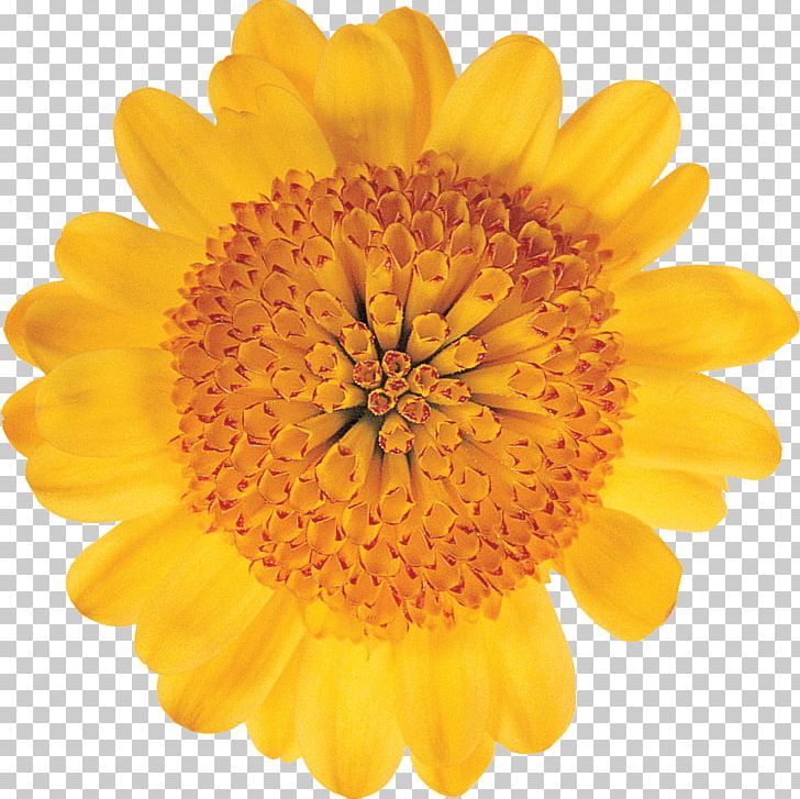 Stock Photography Flower Transvaal Daisy Common Daisy PNG, Clipart, Calendula, Chrysanths, Common Daisy, Cut Flowers, Dahlia Free PNG Download