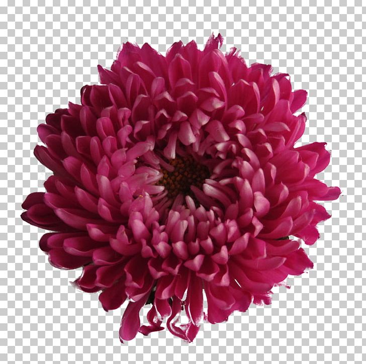 File Formats PNG, Clipart, Aster, Chrysanthemum, Chrysanths, Color, Cut Flowers Free PNG Download