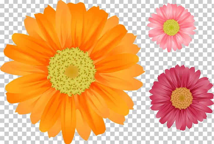 Flower Common Daisy PNG, Clipart, Annual Plant, Art, Calendula, Chamomile, Chrysanths Free PNG Download